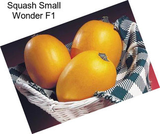 Squash Small Wonder F1