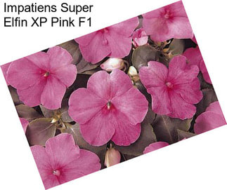 Impatiens Super Elfin XP Pink F1