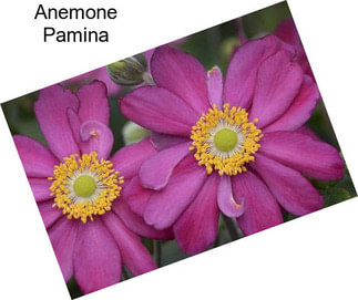 Anemone Pamina