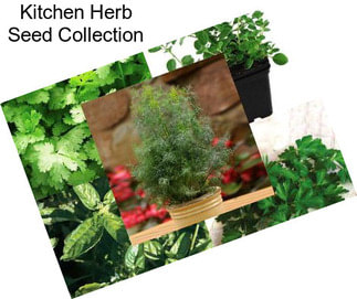 Kitchen Herb Seed Collection