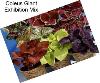Coleus Giant Exhibition Mix