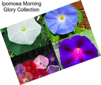 Ipomoea Morning Glory Collection