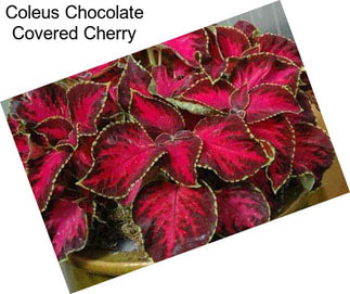 Coleus Chocolate Covered Cherry