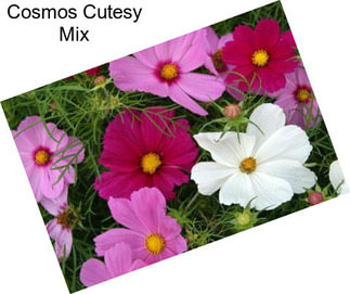 Cosmos Cutesy Mix