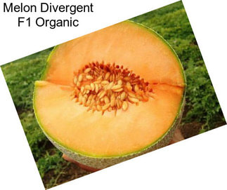 Melon Divergent F1 Organic