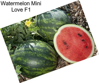 Watermelon Mini Love F1