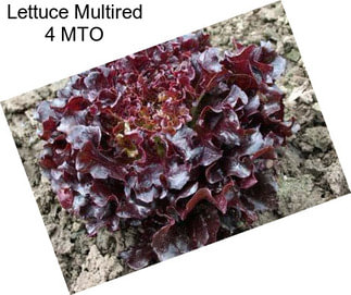 Lettuce Multired 4 MTO