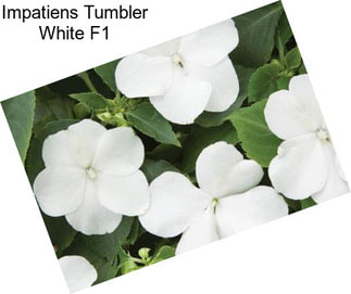 Impatiens Tumbler White F1