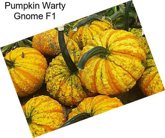Pumpkin Warty Gnome F1