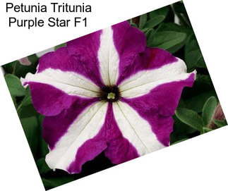 Petunia Tritunia Purple Star F1