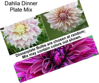 Dahlia Dinner Plate Mix