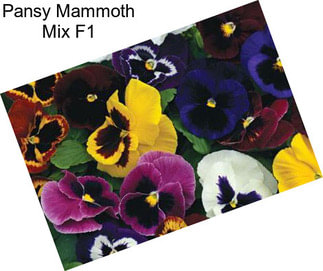 Pansy Mammoth Mix F1