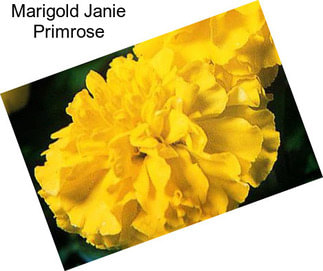 Marigold Janie Primrose