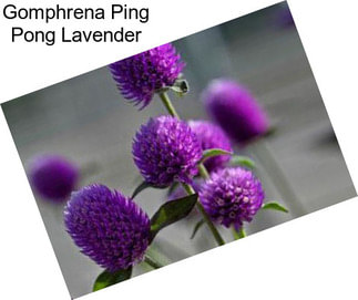 Gomphrena Ping Pong Lavender