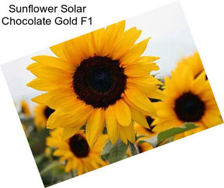 Sunflower Solar Chocolate Gold F1
