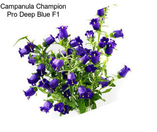 Campanula Champion Pro Deep Blue F1