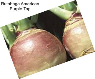 Rutabaga American Purple Top