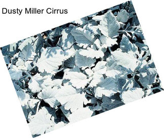 Dusty Miller Cirrus
