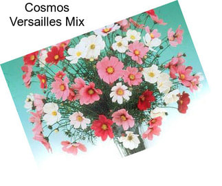 Cosmos Versailles Mix