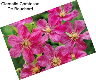 Clematis Comtesse De Bouchard