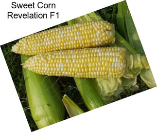 Sweet Corn Revelation F1