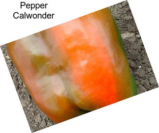Pepper Calwonder