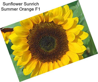 Sunflower Sunrich Summer Orange F1