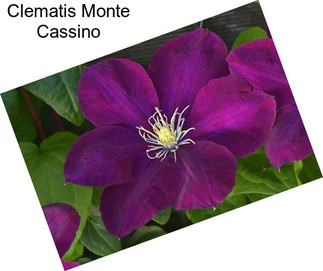 Clematis Monte Cassino