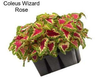 Coleus Wizard Rose