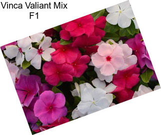 Vinca Valiant Mix F1