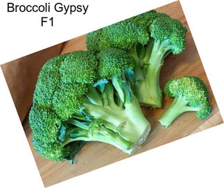 Broccoli Gypsy F1