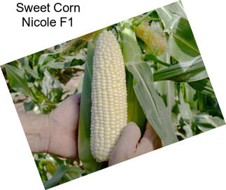 Sweet Corn Nicole F1