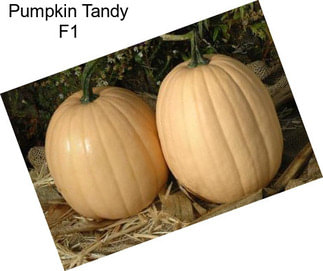 Pumpkin Tandy F1