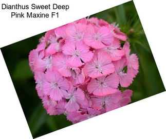 Dianthus Sweet Deep Pink Maxine F1