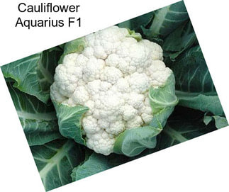 Cauliflower Aquarius F1