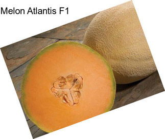 Melon Atlantis F1