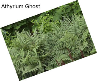 Athyrium Ghost