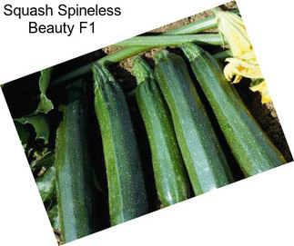 Squash Spineless Beauty F1