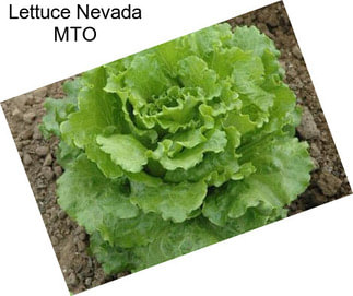 Lettuce Nevada MTO