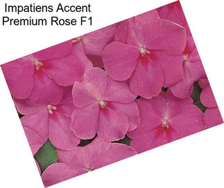 Impatiens Accent Premium Rose F1