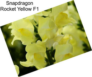 Snapdragon Rocket Yellow F1