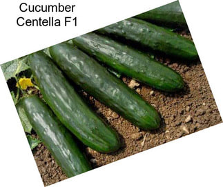 Cucumber Centella F1