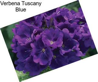 Verbena Tuscany Blue