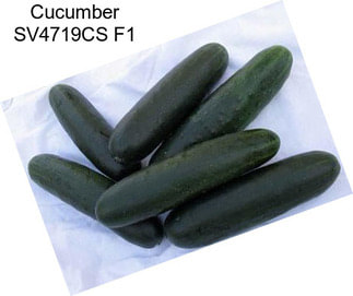 Cucumber SV4719CS F1