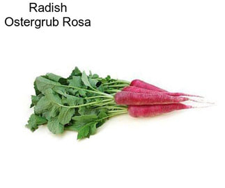 Radish Ostergrub Rosa