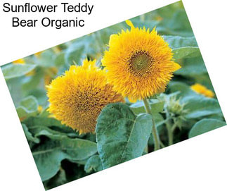 Sunflower Teddy Bear Organic