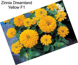 Zinnia Dreamland Yellow F1