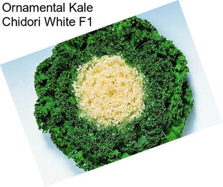 Ornamental Kale Chidori White F1