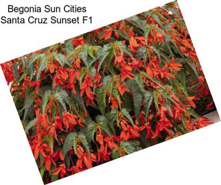 Begonia Sun Cities Santa Cruz Sunset F1