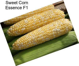 Sweet Corn Essence F1